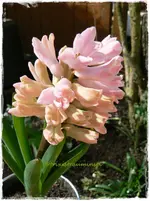 Frühling9.webp