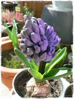 Frühling10.webp