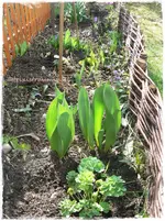 Frühling12.webp