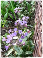 Frühling18.webp