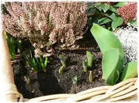 Frühling16.webp