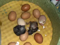 HPIM0287.webp