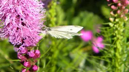 DSCN5231.webp