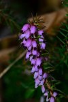 DSC_0045.jpg