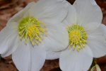 DSC_0110.jpg