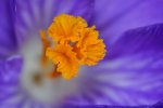 DSC_0199.jpg