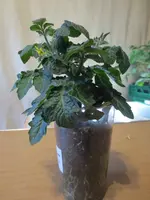 K1600_IMG_0168.webp