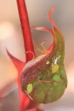 Rosenknospe 140316.webp