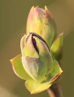 Flieder 140316.webp