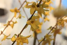 Forsythie 140316.webp