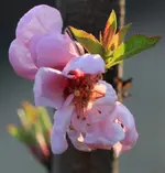 Nektarinenbluete 140316.webp