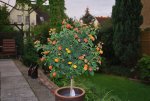 Lantana August 2011.jpg