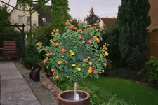 Lantana August 2011.webp