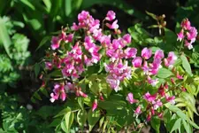 Lathyrus vernus2.webp