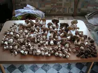 Steinpilzsammlung.webp