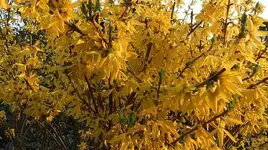 050.webp