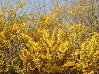 CIMG6910.webp