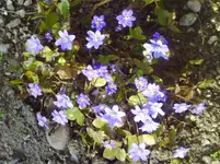 PICT0046.webp