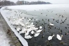 P1090870.webp