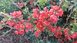 033.webp