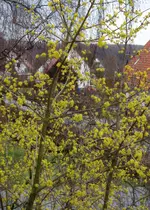 Mrz14 (1).webp