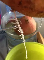 Süsskartoffel3.webp