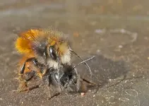 mauerbienen.webp
