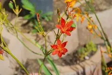Leopardebblume.webp
