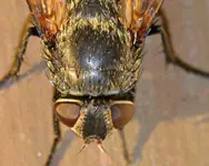 fliege.webp