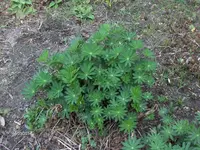 HPIM0306.webp