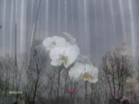 HPIM0307.webp