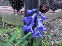 HPIM0311.webp