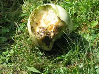 IMG_4843_Frassschaden2.webp