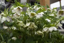 _DSC4728.webp
