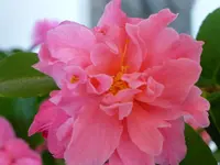 P1010209.webp