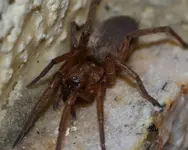 spinneee.webp