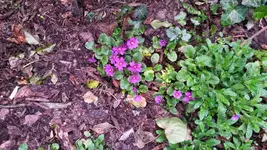 mini primeln.webp