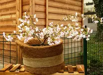 Zierkirsche_Blüten.webp