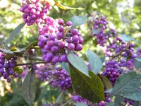 DSCN0991.webp