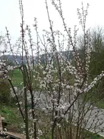 Blutpflaume.webp