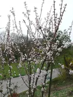 Blutpflaume1.webp