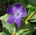 Blumen Immergrün.webp