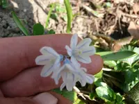 Blumen1.webp