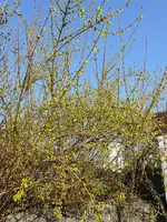 Blumen2.webp