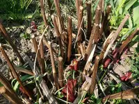 Blumen3.webp