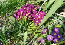 Blumen4.webp