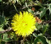 Blumen5.webp