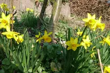 Blumen6.webp