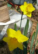 Blumen7.webp