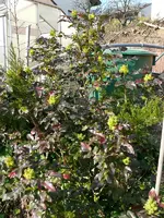 Blumen9.webp